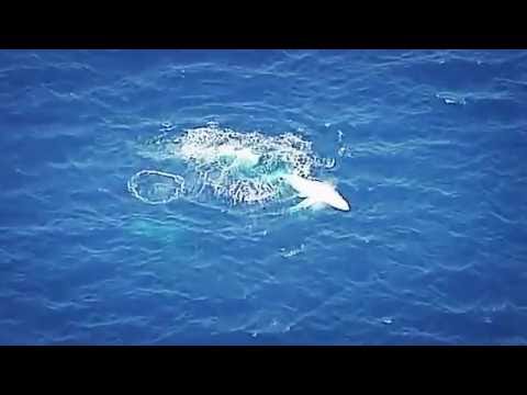 Migaloo the white whale spotted off Byron Bay as he migrates north